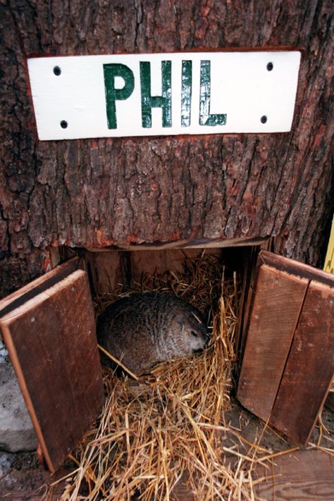 Punxsutawney Phil Emerges and Predicts Early Spring Puxatawny Phil Groundhog Day, Puxatawny Phil, Groundhog Pictures, Ground Hogs, Early Spring Outfits Casual, Virtual Insanity, Punxsutawney Phil, Spring Theme, Groundhog Day