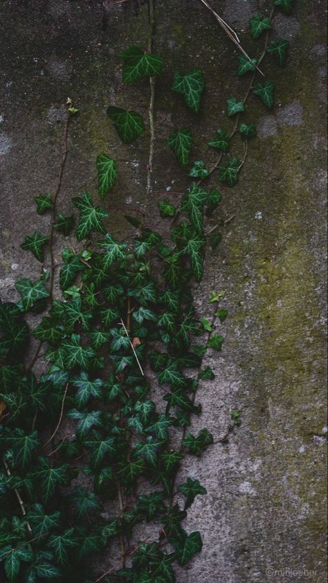 Green Ivy Aesthetic, Ivy Aesthetic Wallpaper, Ivy Plant Aesthetic, Green And Grey Aesthetic, Grey Green Aesthetic, Vines Aesthetic, Ivy Aesthetic, Green Dark Academia, Green Academia Aesthetic