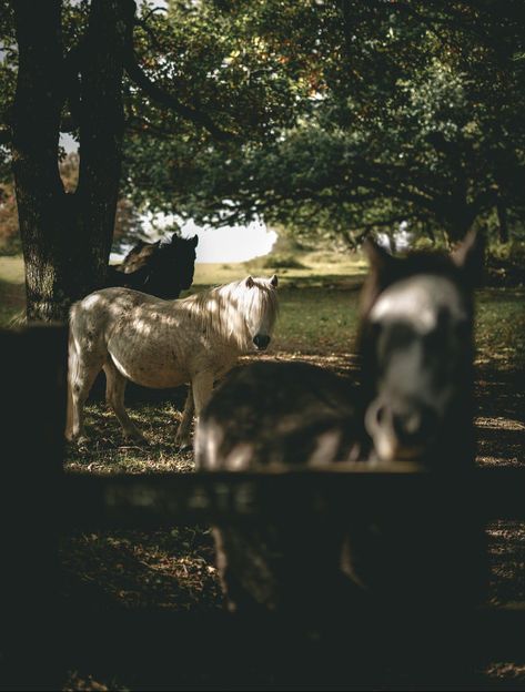 Uk Countryside, Cowboy Ranch, Equestrian Aesthetic, Cold Mountain, Future Farms, Equestrian Lifestyle, Horse Ranch, A Series Of Unfortunate Events, Farms Living