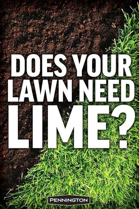 Lime For Lawns, Reseeding Lawn, Overseeding Lawn, Lawn Repair, Lawn Care Schedule, Lawn Food, Lawn Care Business, Lawn Fertilizer, Diy Lawn