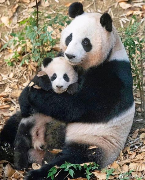 Panda Bears Wallpaper, Panda Family, American Animals, Panda Bears, Cute Panda Wallpaper, Giant Panda, Baby Panda, Cute Animal Photos, Cute Panda