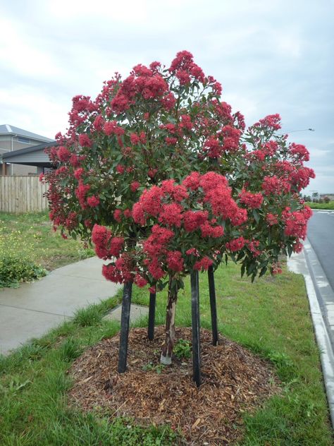 Trees Garden Ideas, Vine Ideas, Flowering Gum, Trees Garden, Small Front Gardens, Australian Trees, Australian Native Garden, Street Trees, Australian Plants