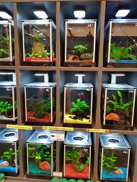 Reddit - Aquariums - My LFS' betta tanks. They are all planted with live plants and not sold if you don't have at least 15 gallons/54 liters. Loving it! Fresh Water Aquarium Set Up, Live Plant Fish Tank, Betta Fish Tank Setup, Tank Setup Ideas, Betta Tanks, Beta Tank, Cool Fish Tank Decorations, Plant Tank, Fish Tank Ideas