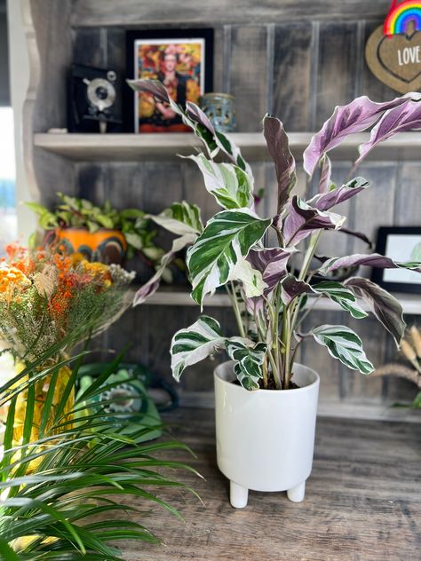 White Fusion Calathea, Restaurant Plants, Calathea White Fusion, Plants Names, Plants Wishlist, Dream Plants, Flower Lady, Plant Wishlist, Calathea Plant