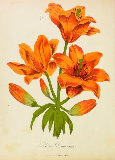 Lilies Drawing, Flower Print Pattern, Botanical Vintage, Lily Painting, Botanical Illustration Vintage, Smithsonian Institution, Medical Illustration, Botanical Drawings, Plant Art