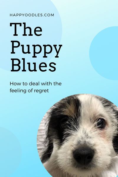 Puppy Blues, Bringing Home Puppy, Cuddles And Kisses, Puppy Training Guide, Puppy Socialization, Puppy Cuddles, Dog Wellness, Puppy Biting, Made A Mistake