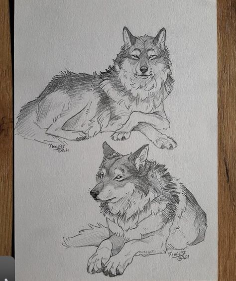 Wolf Sketch, Canine Drawing, Animal Illustration Art, Animal Drawings Sketches, Wolf Drawing, Canine Art, Animal Sketches, Arte Animal, Arte Fantasy