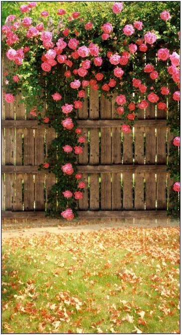 Wall of Blossom roses Rose Fence, Rose Belle, Rose Gardens, Inspiring Pictures, Garden Vines, Rose Seeds, Rose Bush, Wooden Fence, Pretty Roses