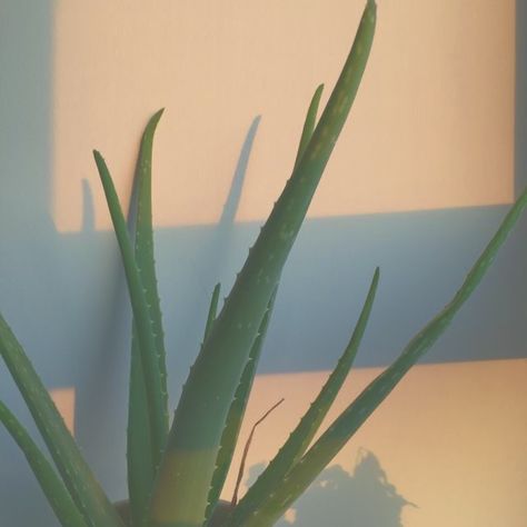 Plant Playlist Covers, Alovera Aesthetic, Aloe Plant Aesthetic, Aloe Vera Plant Aesthetic, Aloe Vera Aesthetic, Aloe Aesthetic, Vera Aesthetic, Vera Core, Aloe Plant