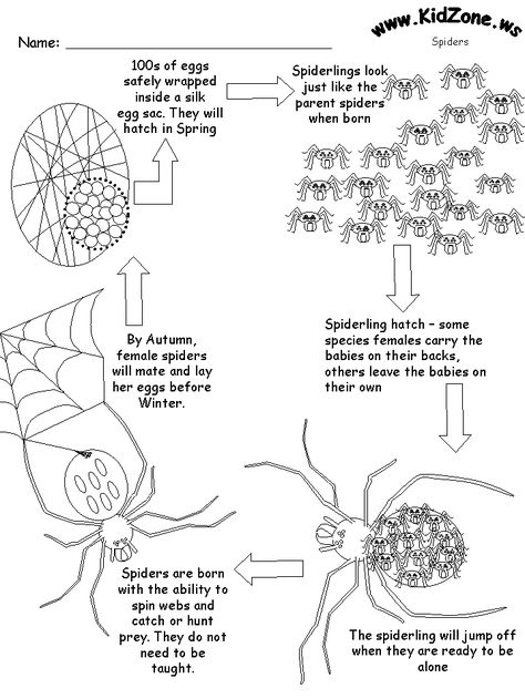 Life cycle of a spider Spider Life Cycle, Spider Life Cycle Printable Free, Life Cycle Of A Spider, Spider Activities For First Grade, Spiders 1st Grade, Spider Unit Study, Parts Of A Spider, Spider Lessons, Spider Inquiry Kindergarten