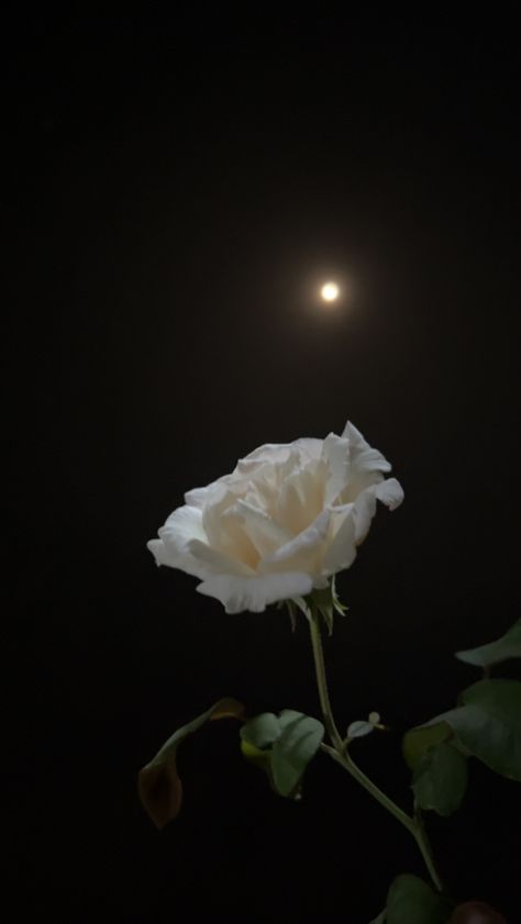 Moon Rose Wallpaper, Profile Flower Picture, Flower Profile Picture Instagram, White Roses Aesthetic Dark, Moon Dpz, Nature Dpz, Asthetic Picture Dp, Hand Photography, Cool Pictures For Wallpaper