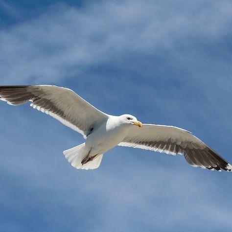 Seagull in flight Flying Seagull Drawing, Seagull Tattoo, Flying Seagull, Seagull Photo, Seagulls In Flight, Seagulls Flying, Sailor Tattoo, Seagulls Flying Photography, Seagull Flying Over Ocean