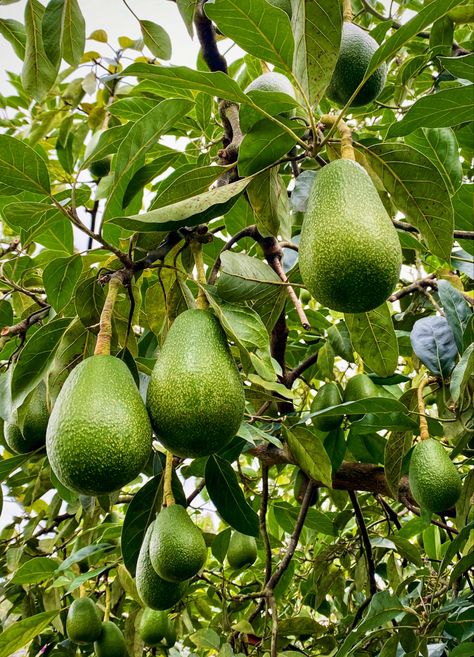 Avocado Trees, Cuenca Ecuador, Avocado Tree, Ecuador, Avocado, Cafe, Photography, Quick Saves