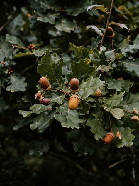 Annie Spratt, Ivy House, Tree Seeds, Fall Feels, Autumn Aesthetic, Belleza Natural, Autumn Inspiration, Cottage Garden, A Tree