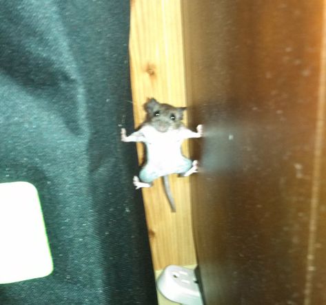 Rat Funny Pics, Cute Animals Eating, Finn Core, Funny Objects, Funny Animal Fails, Animal Fails, Draw Animals, Cute Rats, Mission Impossible