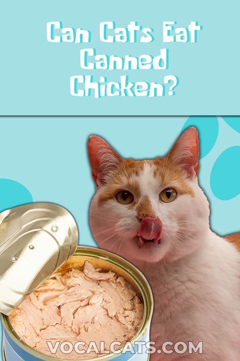 Can Cats Eat Canned Chicken?, Canned Chicken Cat Food, Foods Cats Can Eat, What Can Cats Eat, Human Foods Cats Can Eat, What Can Cats Eat and Not Eat, Foods Cats Can and Cant Eat, What Human Food Can Cats Eat, Human Foods Cats Can and Can't Eat, Human Food For Cats, Cat Food, Kitten, Cute kitten, Tiny cats, Cute kitty, Cute kitties, Cute kittens Human Food For Cats, Foods Cats Can Eat, Chicken Cat, Types Of Chickens, Best Cat Food, Canned Cat Food, Tiny Cats, What Cat, Chicken Gravy