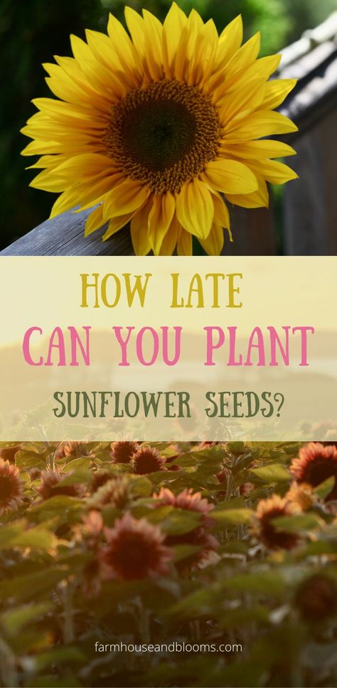 two pictures, one of a yellow sunflower, and one of a sunflower field Sunflower Landscaping Ideas, When To Plant Sunflower Seeds, Sunflower Growing Tips, How To Save Sunflower Seeds For Planting, Sunflowers Growing, How To Plant Sunflower Seeds, Sunflower Planting Ideas Backyards, Sunflower Fence, Growing Sunflowers Outdoors