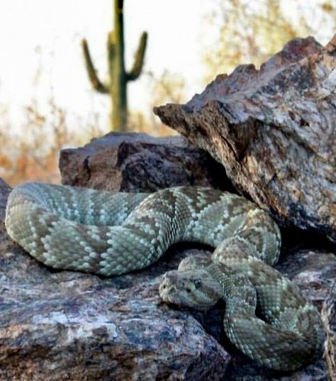 Desert Snake Aesthetic, Desert Reptiles, Southwestern Aesthetic, Snake Aesthetic, Desert Snake, Desert Wildlife, Mexican Desert, Mythical Beasts, Southwestern Art