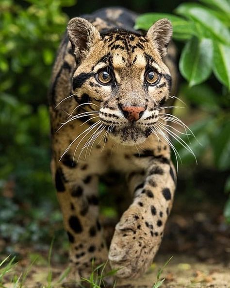 BIG CATS WILDLIFE on Instagram: “A beautiful Clouded Leopard 🐆 😳. . . There are two distinct species of Clouded leopards the Sunda Clouded Leopard and the Mainland Clouded…” Small Wild Cats, Clouded Leopard, Cheetahs, Large Cats, Wildlife Animals, Leopards, Beautiful Cats, Big Cats