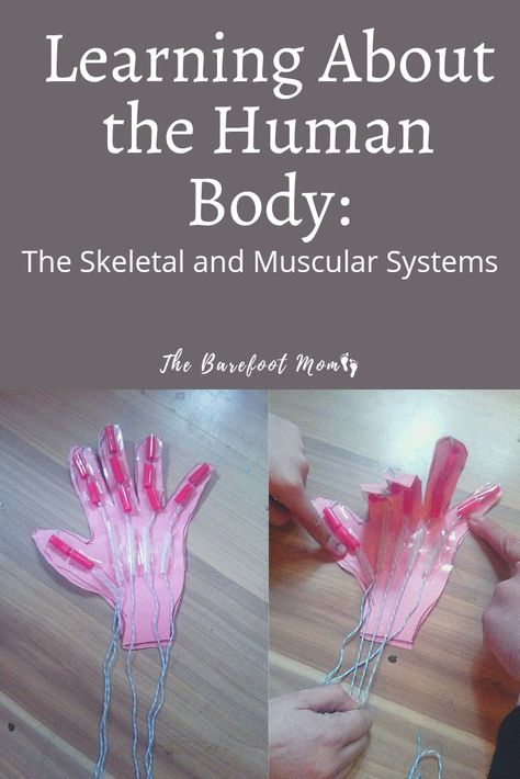 Resources and activity ideas for learning about the human skeletal and muscular systems for homeschoolers and elementary school students Fun Anatomy, Skeletal System Activities, Elementary School Lesson Plans, Human Muscular System, Skeletal And Muscular System, Biology For Kids, Ideas For Learning, Human Skeletal System, Types Of Bones