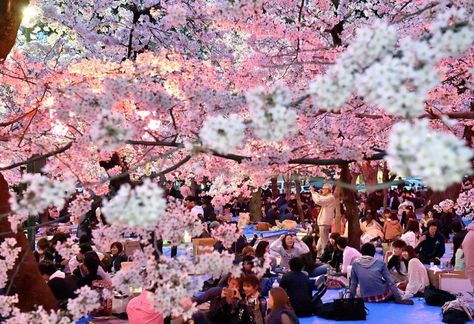 Photos of Japan's Cherry Blossom Festival 2016 that will make you ... Japan Cherry Blossom Festival, Festival Japan, Japanese Cherry Tree, Japan Cherry Blossom, Festival Dates, Japanese Festival, Cherry Blossom Festival, Cherry Blossom Flowers, Japanese Cherry Blossom