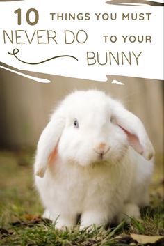 Things To Know About Bunnies, Bunny Needs List, Things To Do With Your Bunny, Things For Rabbits, Bunny Schedule, Bunny Pet Care, Indoor Rabbit Setup Ideas, Rabbit Must Haves, Pet Bunny Care