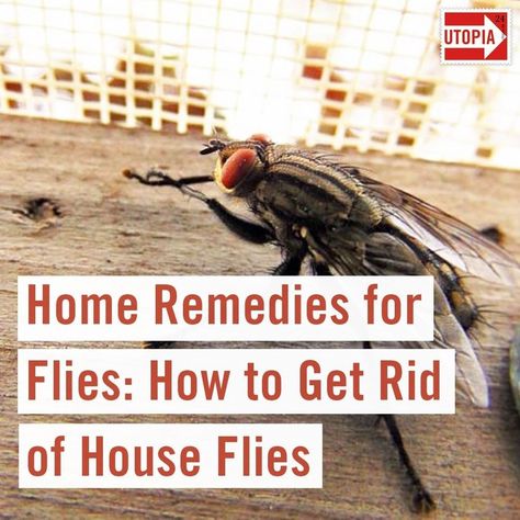 Remedies For Flies In House, Home Remedies For Flies, Natural Fly Repellant, Get Rid Of Bed Bugs, Get Rid Of Flies, Rodent Repellent, Rid Of Bed Bugs, Natural Bug Repellent, Dark Underarms