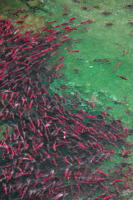 Masses of Sockeye Salmon Resting in a Backwater of the Adams River | Flickr: Intercambio de fotos Salmon Swimming, Alaska Salmon Fishing, Alaska Fishing, The Adams, Red Salmon, Salmon River, Fishing Photos, Russian River, Sockeye Salmon