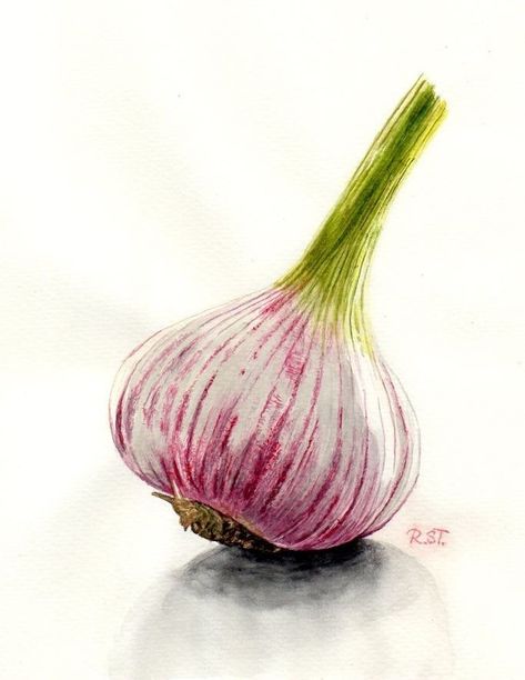 Garlic Watercolor Paintings, Vegetable Watercolor Paintings, Vegetable Painting Ideas, Watercolor Garlic, Garlic Still Life, Garlic Painting, Watercolor Fruits And Vegetables, Painted Vegetables, Vegetables Painting