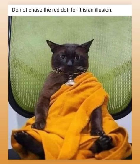 Cat Buddha, Weekend Mood, Buddha Life, Cafe Design, Cat Illustration, Spiritual Art, Animal Memes, Cat Memes, Funny Animals