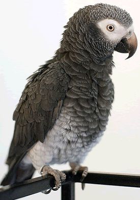 Timneh African Grey Facts, Pet Care, Personality, Pictures Timneh African Grey, Gray Parrot, Best Pet Birds, Congo African Grey, Senegal Parrot, Bird Reference, Parrot Drawing, Parrot Painting, Tattoo Animal