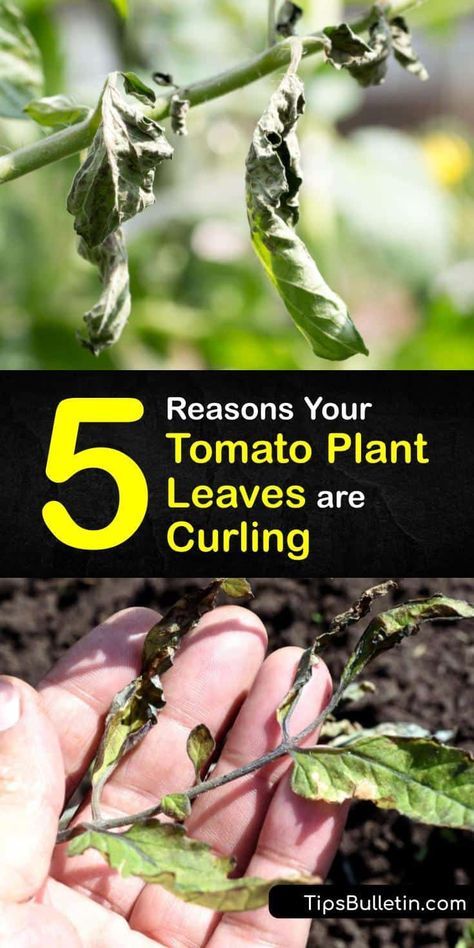 Tomato Leaves Curling Up, Tomato Leaves Curling, Tomatoes Plants Problems, Dyi Garden, Tomato Tree, Plant Leaves Turning Brown, Planting Tomatoes, Tomato Leaves, Tomatoes Growing