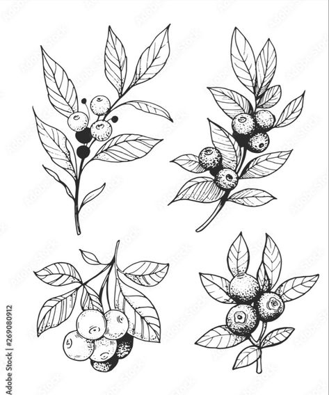 Cranberry Tattoo Design, Simple Pinecone Drawing, Vintage Berry Illustration, Berry Tattoo Black And White, Huckleberry Bush Tattoo, Blueberry Branch Drawing, Blueberry Tattoo Design, Elderberry Drawing, Berry Plant Tattoo