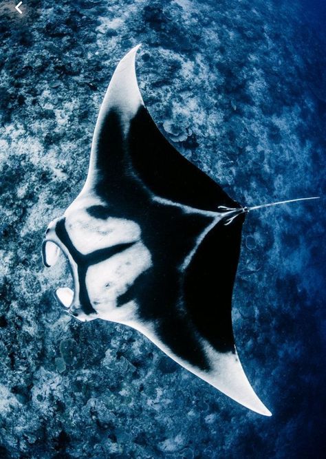 Oceanic Manta Ray, The Empire State Building, Manta Ray, Ocean Water, Empire State, Empire State Building, National Geographic, The National, Water