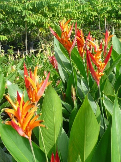 Heliconia psittacorum Andromeda Heliconia Psittacorum, Jewel Garden, Compound Design, Tropical Backyard Landscaping, Florida Garden, Nails Flower, Outside Plants, Enchanted Island, Tropical Backyard