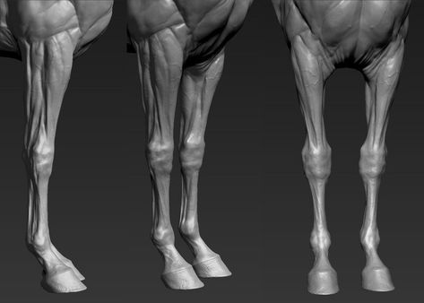 ArtStation - project Horse Horse Study, Metal Horse Sculptures, Leg Anatomy, Chicken Wire Art, 3d Horse, Horse Collection, Dog Anatomy, Horse Anatomy, Horse Inspiration