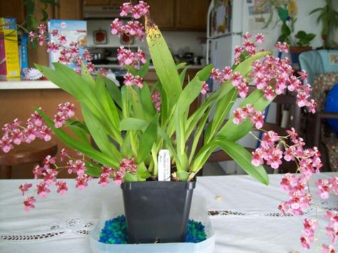 Orchid Oncidium Twinkle Pink Profusion Oncidium Orchids, Orchid Show, Small Balcony Garden, Green Orchid, My Plant, Pink Plant, Orchid Care, Pink Orchids, House Plants Decor