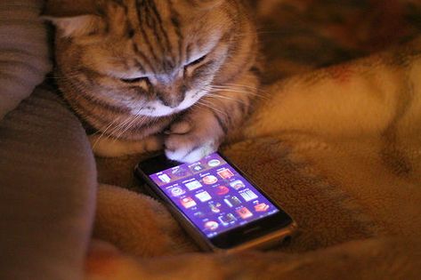 26 Cats Who Didn't Stick To Their New Year's Resolutions: The cat who told herself she'd stop obsessing over which apps to download. Cat People, Cat Person, I Phone, Crazy Cat Lady, Crazy Cats, Cat Lady, Cat Love, Cat Memes, A Cat