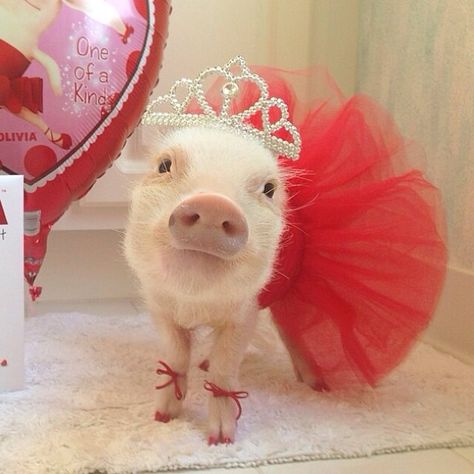 Mini pig in red dress outfit, tutu skirt, tiara, bows, crown Teacup Piggies, Pig Pics, Miniature Pigs, Micro Pigs, Teacup Pigs, Pig Pictures, Cute Piglets, Funny Pigs