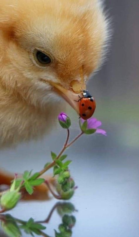 Baby Chicks Photography, Eggs Decoration, Hope Is The Thing With Feathers, Animal Action, Baby Chickens, Emily Dickinson, Baby Chicks, Hope Is, Little Birds