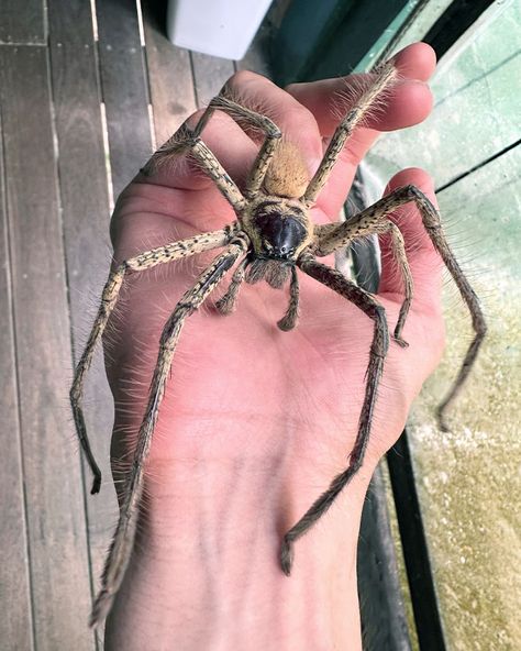 Brazilian Wandering Spider, Spiders In Australia, Redback Spider, Tarantula Hawk, Funnel Web Spider, Huntsman Spider, Recluse Spider, Spider Species, Large Spiders