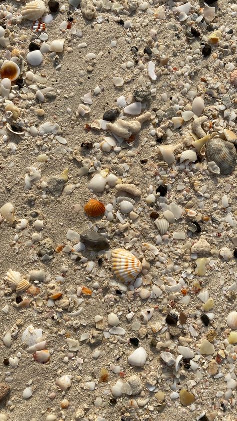 Conchiglie Aesthetic, Kerang Laut Aesthetic, 90s Wallpaper, Shells Beach, Sea Photography, Shell Beach, Ocean Wallpaper, Instagram Feed Inspiration, Black Wallpaper Iphone