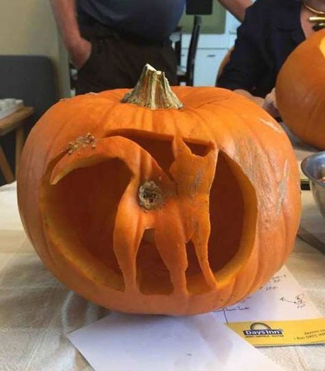 Weirdly crazy & oddly inspirational Funny Random Pics & Memes. Your daily dump of insane humor strange people to vintage retro pop & funny madness Funny Pumpkin Carvings, Cute Pumpkin Carving, Pumkin Carving, Amstaff Puppy, Pumpkin Carving Contest, Easy Pumpkin Carving, Amazing Pumpkin Carving, Creative Pumpkin Carving, Scary Pumpkin Carving