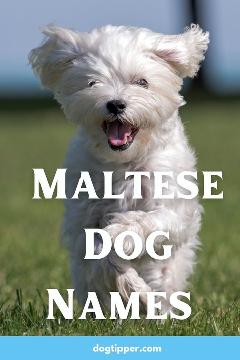 Malshi Puppies, Mini Maltese, Mexican Names, Great Dog Names, Baby Maltese, Cute Puppy Names, Roman Characters, Maltese Shih Tzu, Puppy Names