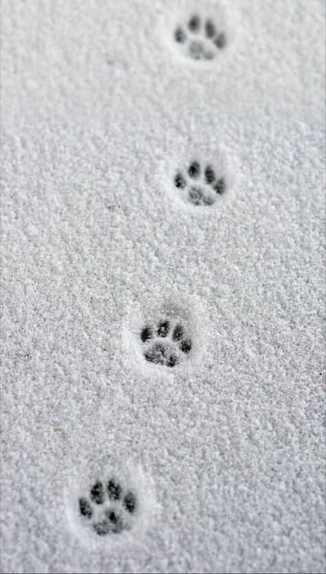 Anjing Pug, Christmas Phone Wallpaper, Winter Wallpaper, Winter Beauty, Winter Pictures, Cat Walk, Winter Wonder, Winter Aesthetic, Paw Prints