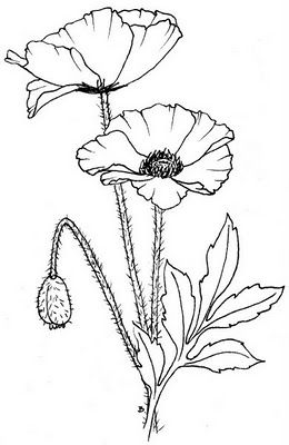 free digital download - Beccy's Place: ANZAC Poppies Anzac Poppy, Ako Kresliť, Poppy Drawing, Plant Drawing, Digi Stamps, Kirigami, Digital Stamps, Colouring Pages, 그림 그리기