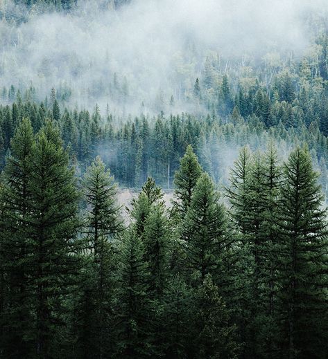 "Peace, love, and happiness must always begin here, with ourselves. There is suffering, fear, and anger inside of us, and when we take care of it, we are taking care of the world."  ~ Thich Nhat Hanh  #grief #suffering #pain #healing #peace #love #happiness Pine Trees Forest, Spruce Tree, Forest Wallpaper, Tree Wallpaper, Evergreen Trees, Tree Forest, Pine Forest, Tree Tops, Pine Trees