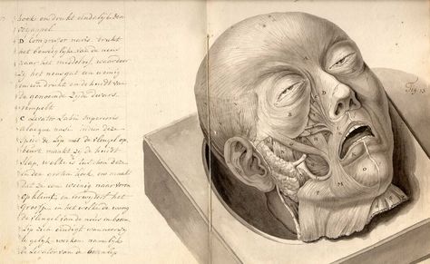 Treatise on physiognomy Vintage Medical Art, Medical Drawings, Muscles Of The Face, Male Figure Drawing, Human Figure Drawing, Engraving Illustration, Vintage Medical, Medical Art, Anatomy Drawing