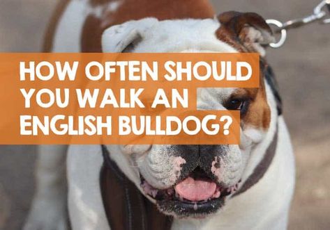 How Often Should You Walk an English Bulldog? + How Far! English Bulldog Care, Walking Plan, Hip Dysplasia, English Bulldog Puppy, English Bulldogs, Bulldog Puppies, English Bulldog, Dog Breeds, Potato