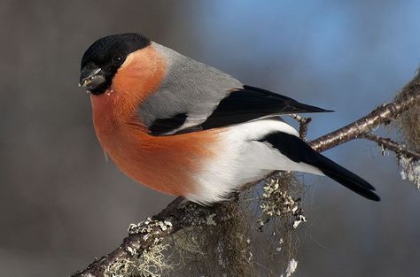 Eurasian Bullfinch Eurasian Bullfinch, Hawfinch, Stonechat, Chaffinch, Bullfinch, Finches, Goldfinch, Starling, Black Bird